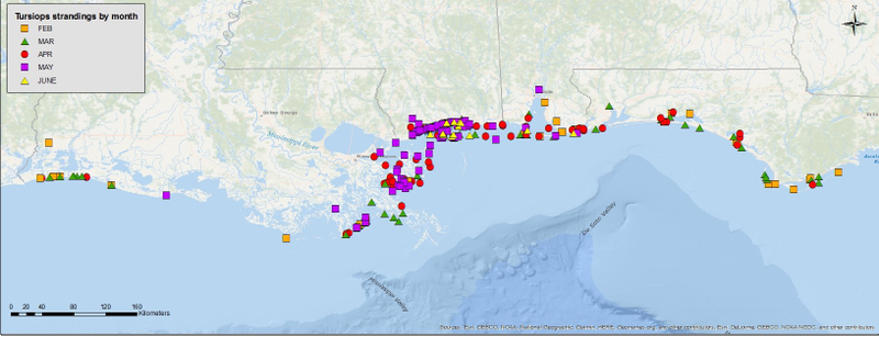 2019 bottlenose dolphin stranding locations by month along the northern Gulf of Mexico.
